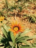 flor del sol del bebé