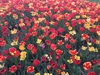 tulipanes 2