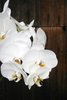 Placer Orchid