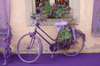 Moto Lavender