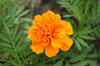 flores de color naranja