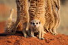 cachorro suricata y adultos