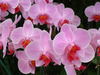 Una orquídea en rosa