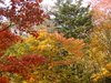 los colores del otoño