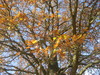 árboles en polonia