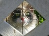gatito mullido