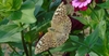 mariposa