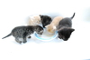 gatos