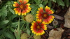 Flores de primavera
