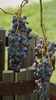 uvas