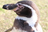 pingüino-cerca de patas negro