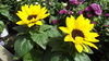 Helianthus 'sol sensaciÃ³n'