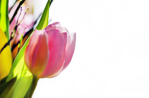tulipán abstracto: 