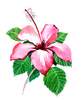 Flor Hibiscus
