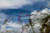 pasto y agua