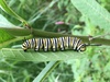Oruga de la mariposa monarca