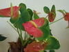 flor