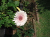 flor