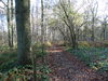 bosque