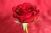 Rosa roja