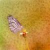 manchas de mariposa