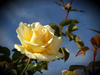 la rosa de otoño