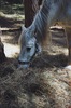 caballo