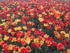 tulipanes