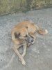 perro callejero