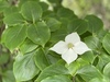 cornejo blanco