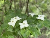 racimo de cornejo blanco