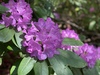 rododendro rosado