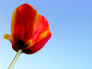 tulipán: 