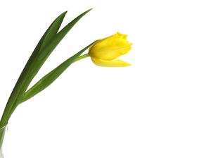 tulipán amarillo