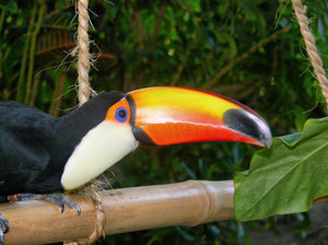 Toucan - Usted que me mira?