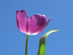 tulipán azul 3