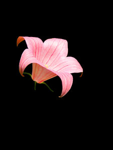 Pink Lily - Fondo Negro