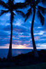Palmeras después del atardecer