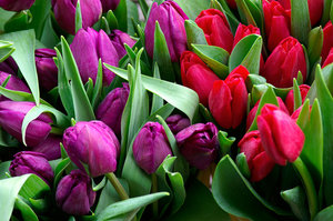 Manojos de tulipanes 1