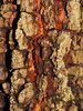 Texturas Tree