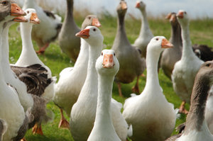 Gang Geese 1