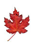 hoja de otoño 3