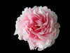 ~ Camelia o peonía