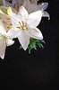 lily - flor del negro