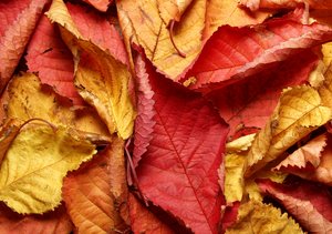 Hojas de otoño - Textura