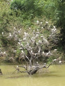 Mandagadde Bird Sanctuary