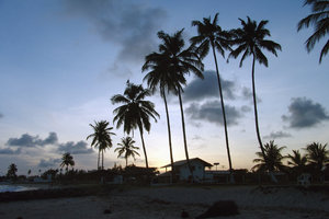 > Cocotero Beach: 