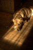 Perro el dormir por la noche Do