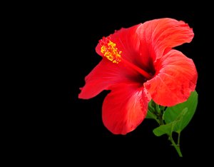 Red Hibiscus 1