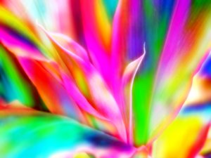 Planta de color del arco iris 1: 